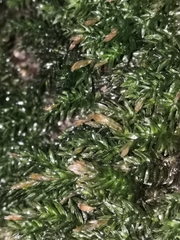 Plagiomnium undulatum