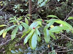 Ilex laevigata