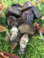 Leccinellum pseudoscabrum