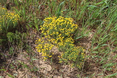 Chrysocoma coma-aurea