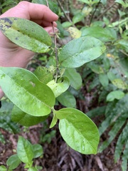 Geniostoma ligustrifolium