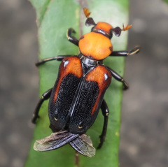 Clinterocera bicolor