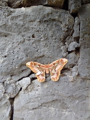 Rothschildia cinctus