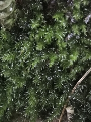 Plagiomnium undulatum