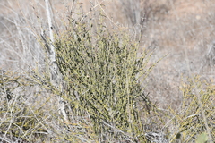 Adolphia californica