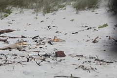 Charadrius obscurus aquilonius