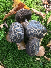 Leccinellum pseudoscabrum