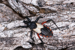 Microtomus purcis