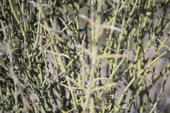 Adolphia californica