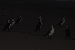 Phalacrocorax varius varius