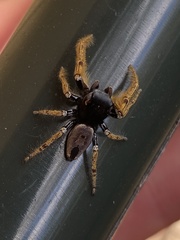 Phidippus arizonensis