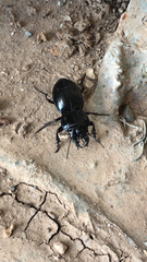 Pasimachus californicus