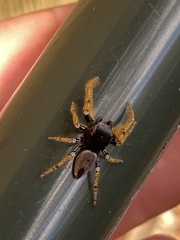 Phidippus arizonensis