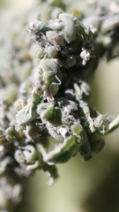 Brevicoryne brassicae