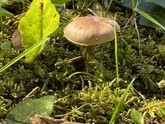 Cortinarius distans