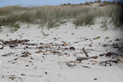 Charadrius obscurus aquilonius