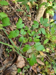 Xanthorhiza simplicissima