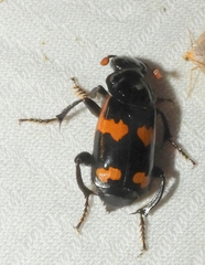Nicrophorus sayi