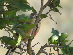 Rhodophoneus cruentus