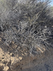 Artemisia californica