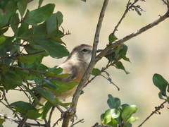 Rhodophoneus cruentus