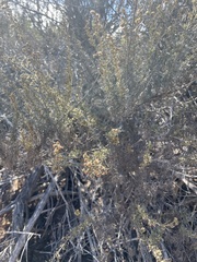 Artemisia californica
