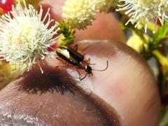Neoeutrapela