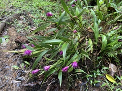 Elleanthus capitatus