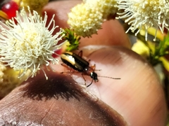 Neoeutrapela