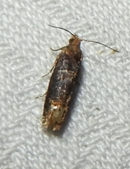 Eucosma ochroterminana