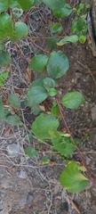 Ribes viburnifolium