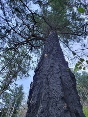 Cryptoporus volvatus