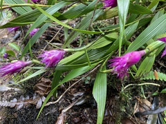 Elleanthus capitatus