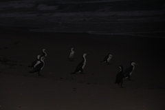 Phalacrocorax varius varius