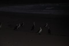 Phalacrocorax varius varius