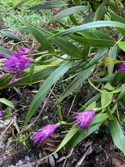 Elleanthus capitatus