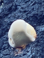 Cryptoporus volvatus
