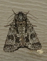 Acronicta impressa
