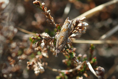 Ancylis unguicella