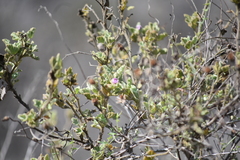 Malacothamnus foliosus