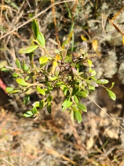 Vaccinium darrowii