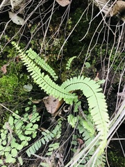 Asplenium trichomanes