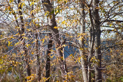 Turdus migratorius image