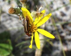Pyrota lineata
