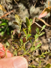 Vaccinium darrowii