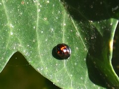 Chilocorus bipustulatus