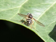 Dasysyrphus tricinctus