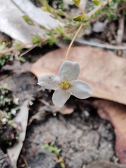 Mitrasacme polymorpha