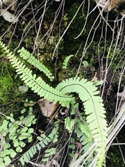 Asplenium trichomanes