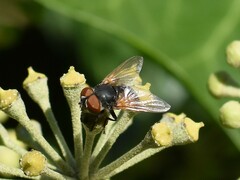 Phasia aurigera